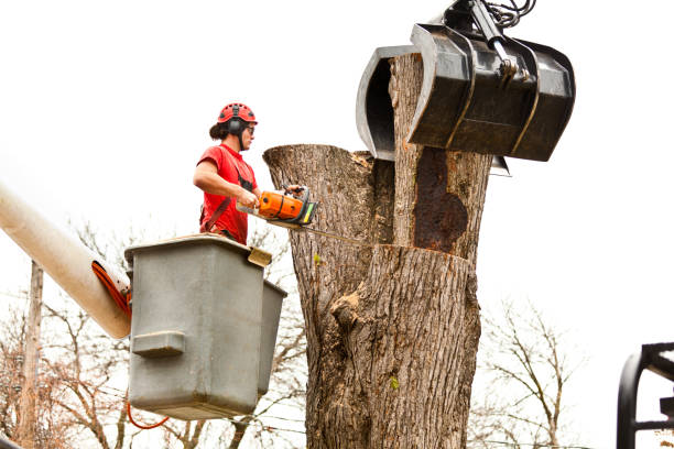 Trusted Windsor, PA Tree Services Experts